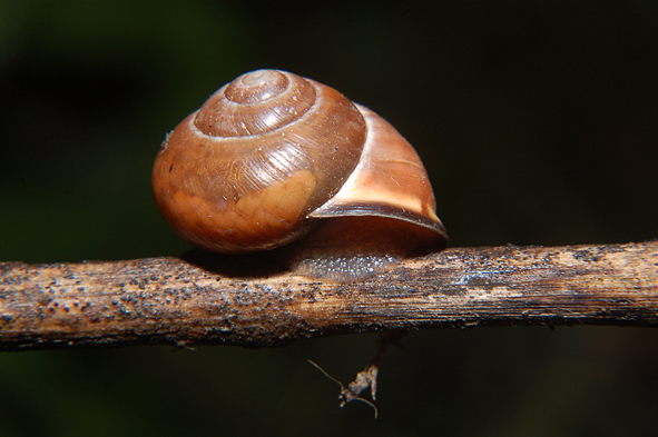 Da determinare.... Parco del Ticino